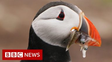 What's happening to puffin numbers off Britain's coast? - BBC News