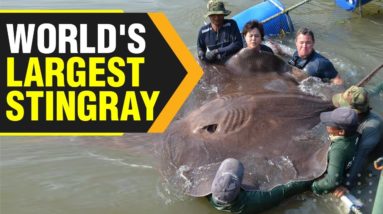 World's largest Stingray discovered in Cambodia| WION Originals | International News| World News