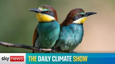 The Daily Climate Show: The bittersweet arrival of the European bee eater