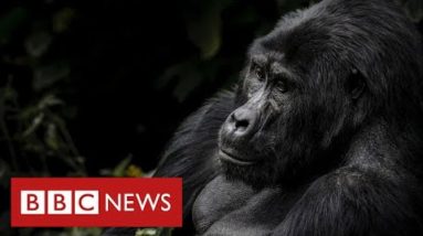 Mountain gorillas’ survival offers hope of tackling biodiversity crisis - BBC News