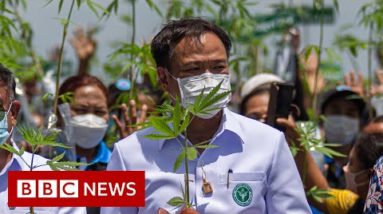 How Thailand went from war on drugs to cannabis curries - BBC News