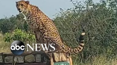 Lucky couple spot cheetah sitting on road sign