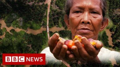 Palm oil firms depriving tribes of millions of dollars - BBC News