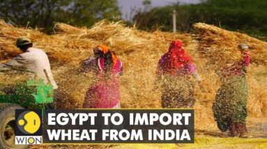 Wheat shortage in Egypt amid Ukraine war, approves India as a wheat exporter | World News | WION