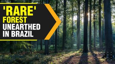 290-year-old 'rare' forest with extinct variety of trees, found in Brazil | WION Originals|