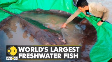 World's largest freshwater fish on record: A stingray weighing 300 kgs caught in Cambodia | WION