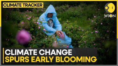 Climate change spurs early blooms in Bulgaria’s historic rose industry | WION Climate Tracker