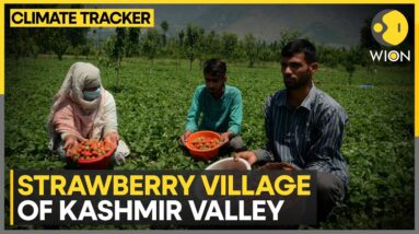 India: Strawberries in Kashmir's Gasso village hit by untimely rainfall | WION Ground Report