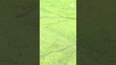 ‘Crazy’ lightning pattern found on Ohio golf course after thunderstorm