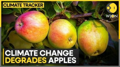 Climate change degrades apple produce in Northern India | WION Climate Tracker