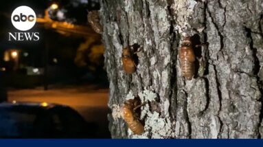 More cicadas emerging