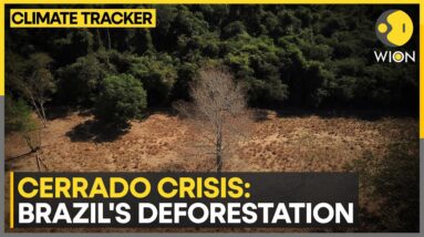 Brazil: Deforestation in Brazil's Cerrado increased sharply in 2023 | WION Climate Tracker