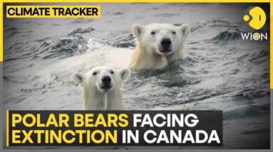 Polar Bears on verge of extinction due to starvation amid global warming | WION Climate Tracker