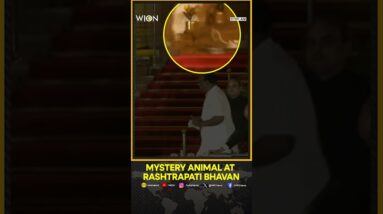 Mystery animal 'spotted' at Rashtrapati Bhavan during PM Modi's oath taking ceremony | WION Shorts