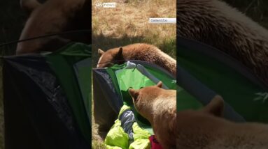 Bears destroy mock campsite at Oakland Zoo in California