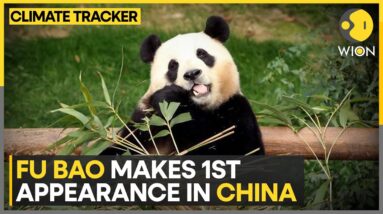 South Korea-born Panda Fu Bao makes first appearance in China | WION Climate Tracker