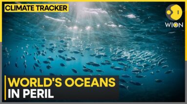 Climate Change disrupting life in our oceans | WION Climate Tracker