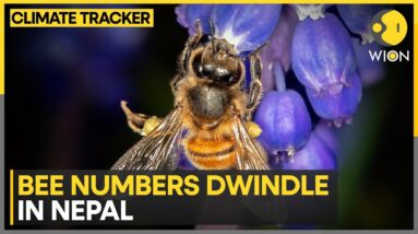 Climate change threatens Nepal honey hunting | WION Climate Tracker