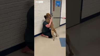 Emotional support dog reunited with owner