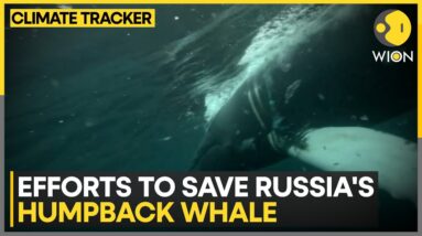 Russia races to save entangled humpback whale in the Arctic | Climate Tracker | WION