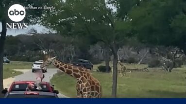 Giraffe lifts toddler out of truck