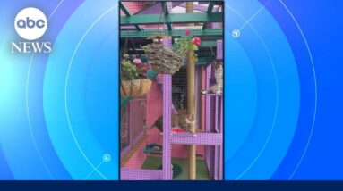 Man known as "Catio Guy" builds customized jungle gyms for cats