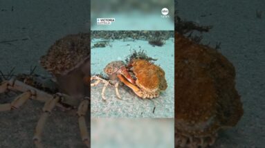 Timelapse captures spider crab molting