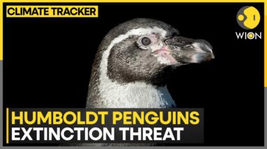 Chile's Humboldt penguins could face extinction as population plummets | WION Climate Tracker