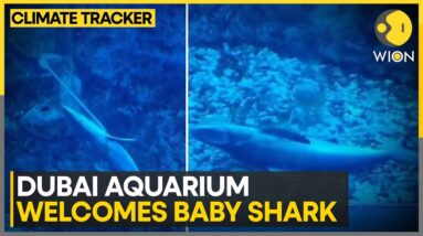 Birth of a baby shark inside the Dubai aquarium | WION Climate Tracker