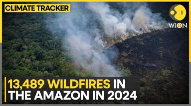 Brazil witnesses worst 6 months of wildfire | WION Climate Tracker