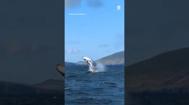 Breaching whale thrills spectators in Ireland