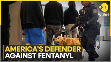 America’s front line against fentanyl is a Golden Retriever named Goose | WION