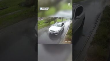 Large falling tree narrowly misses moving car