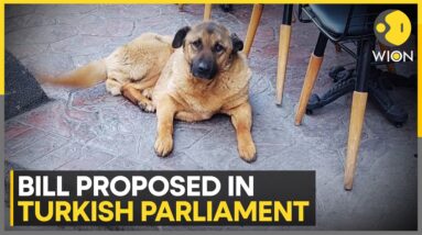 Mass extermination of stray dogs bill proposed in Turkiye | WION