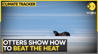 Otters dig through ice to stay cool | WION Climate Tracker