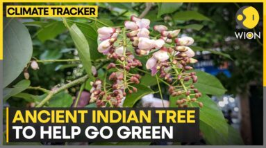 Pongamia tree has potential to produce biofuel | WION Climate Tracker