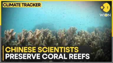 Reefs support up to one-third of all marine life | WION Climate Tracker