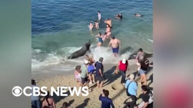 Sea lion with pups nearby charges toward people on San Diego beach