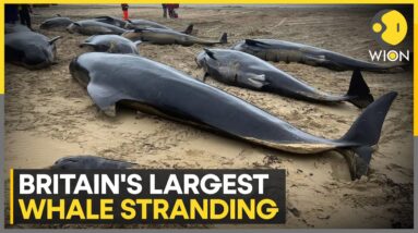 UK: 65 long-finned pilot whales dies on Scottish Island | WION