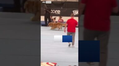 US Gymnastics' dog 'tries out' for the Olympics