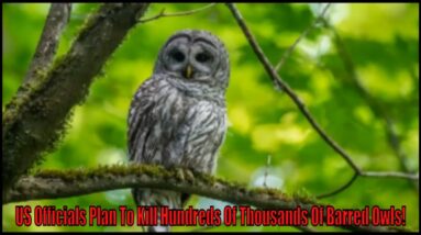 US Officials Plan To Kill Hundreds Of Thousands Of Barred Owls!