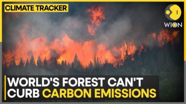 World's Forest unable to curb Carbon emission | WION Climate Tracker | WION