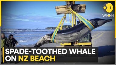 World's rarest Whale washes ashore in New Zealand | World News | WION