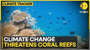 Climate change threatens Coral Reefs: 400-year heat threat to Great Barrier Reef | WION