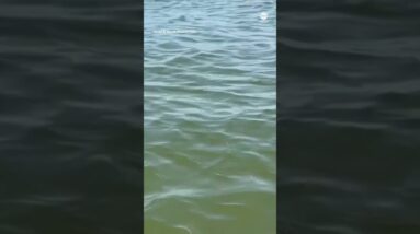 Alligator spotted off shore of Lake Erie