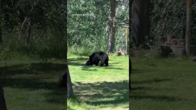 Bears tussle in California yard