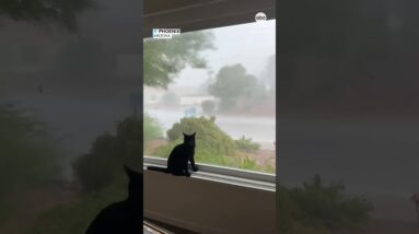 Cat unfazed by monsoon in Arizona