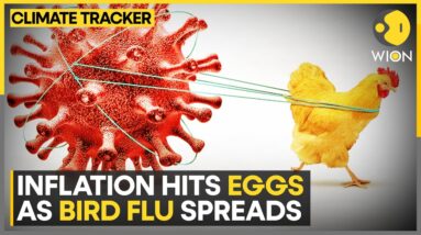 Bird Flu drives egg prices higher | WION Climate Tracker | Latest English News | WION