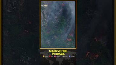 Drone footage shows massive fire ravaging forest in Rio favela | WION Shorts