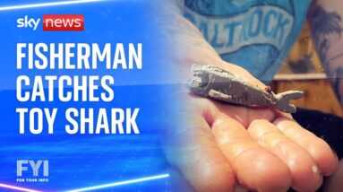 FYI: Fisherman catches toy shark